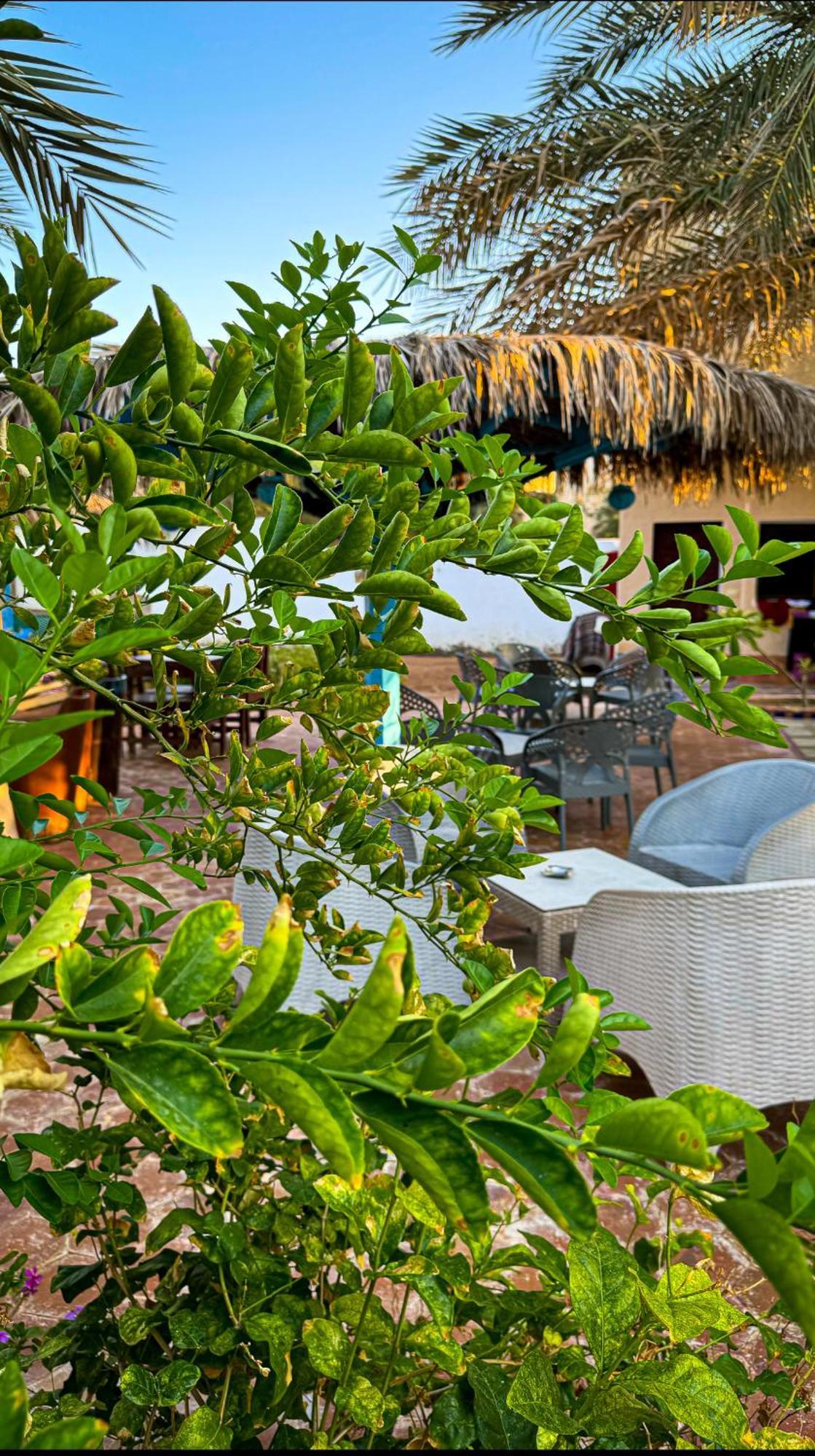 فندق Miramar Camp دهب المظهر الخارجي الصورة