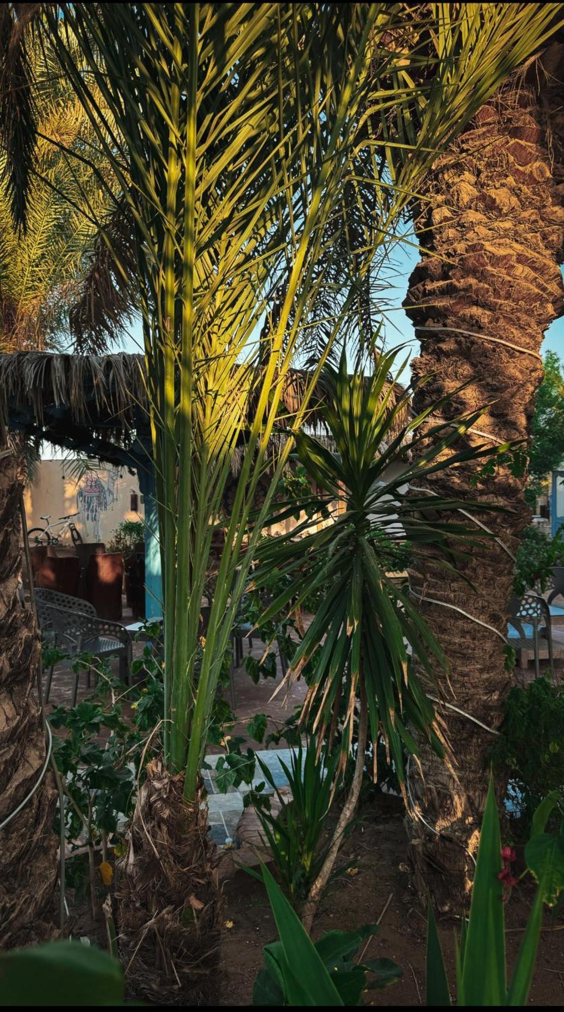 فندق Miramar Camp دهب المظهر الخارجي الصورة